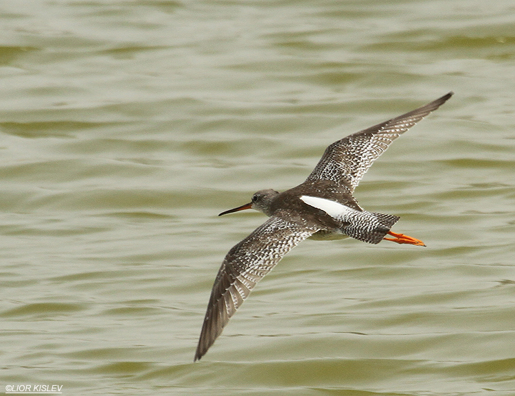     Spotted Redshank  Tringa erythropus  ,Kibbutz Nachsholim fish ponds ,Carmel coast, March 2012  Lior Kislev